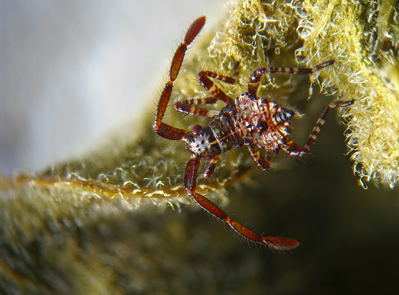 Coreidae: uovo e neanide di Coreus marginatus (Coreidae)